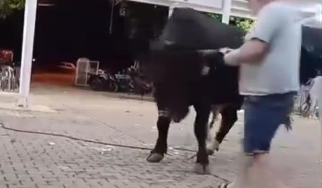 Boğa adamı havaya fırlattı!