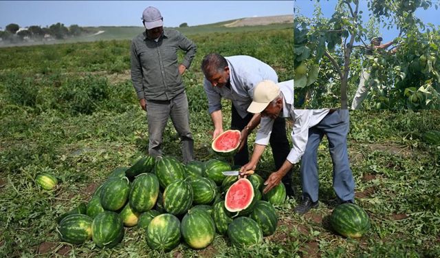 Karpuz tarlada 2 TL, armut dalında 40 lira