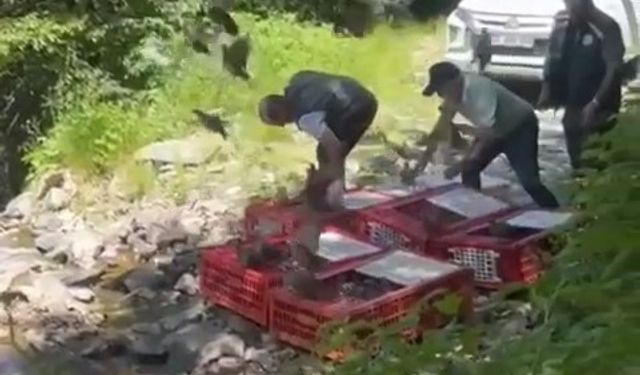Kene timi keklikler işbaşında