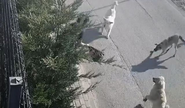 Bursa'da kadına köpekler saldırdı