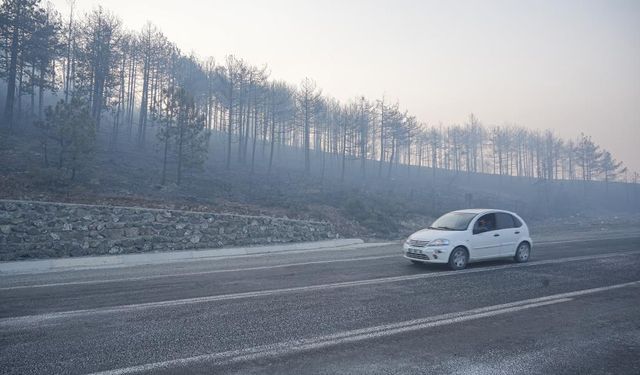 Bursa'da orman yok oldu!