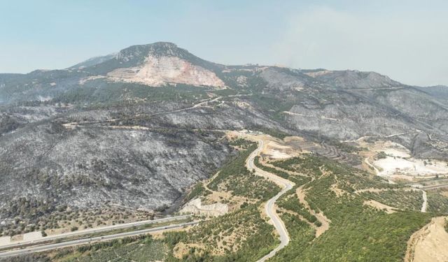 Bursa'da acı manzara, binlercesi yok oldu