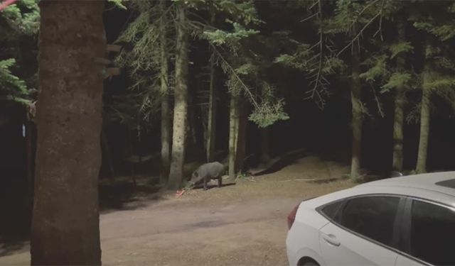Uludağ'da domuz ve tilkinin  karpuz ziyafeti