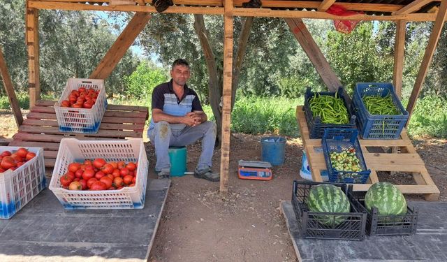 Tanımadığı tarladan sebze meyve topladı, sonra ilginç