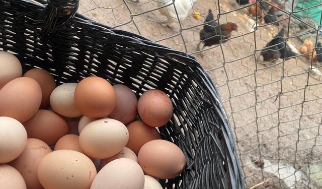 Yumurta fiyatları tüketiciyi üzecek