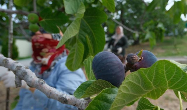 Dünyada sadece Bursa'da yetişiyor, hasadı başladı