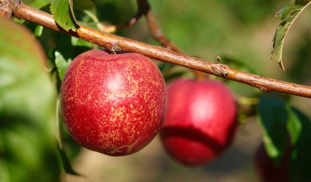 Uludağ Üniversitesi bahçesinde Yunanistan'a şeftali ihracatı