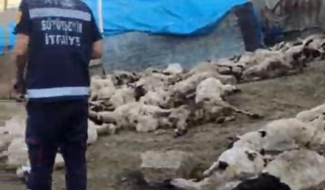 Kurtlar sürüye saldırdı, 111 koyun...