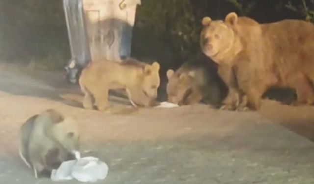 Bursa Uludağ'da ayı safari