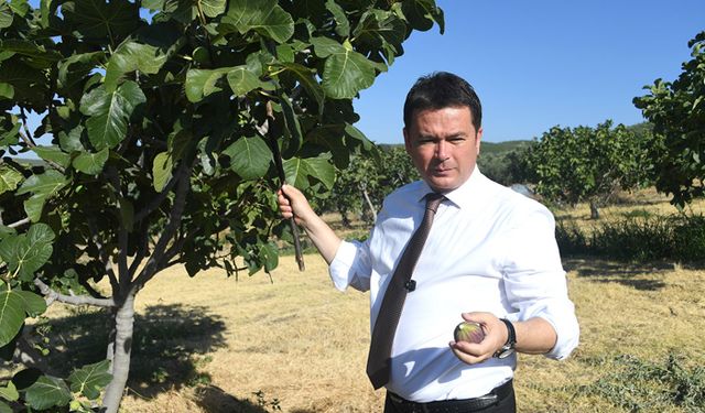 Bursa'da incir üreticisi perişan oldu