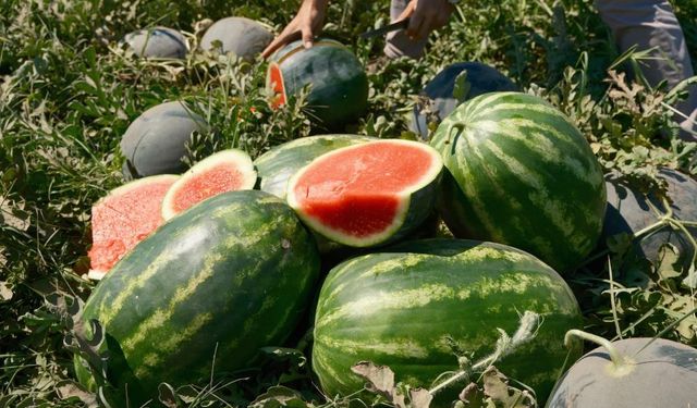 Bursa'da karpuz tezgahta 12, tarlada 30 kuruş!