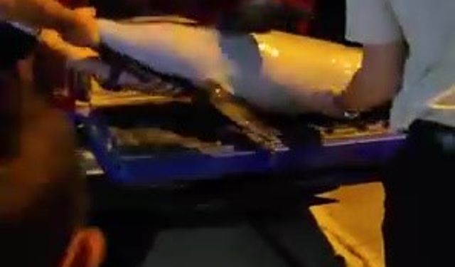 Yunus balığı karaya vurdu!