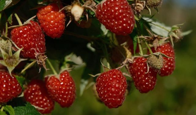 Bursa'nın iki ilçe o meyvenin merkezi oldu