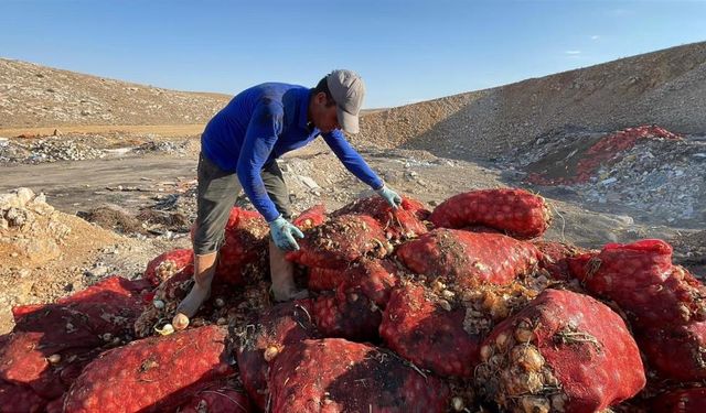 Çöpe dökülen soğanları topladılar