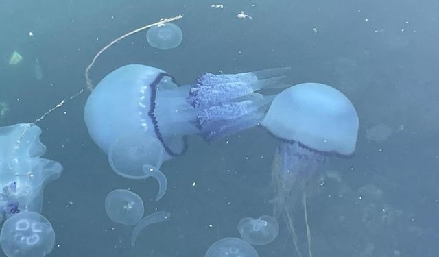 Sanayi atıklarıyla Marmara Denizi yok oluyor