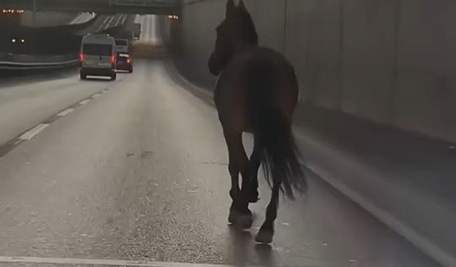 Bursa'da caddeye at çıktı, görenler şaşkına döndü