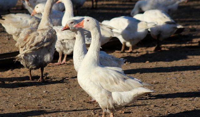 Hobi olarak başladı, şimdi sürü sahibi