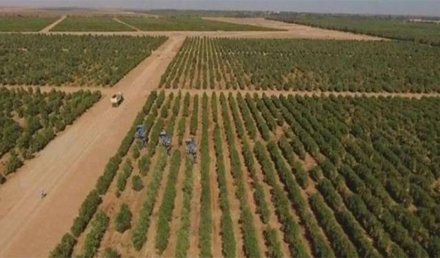 Suudi Arabistan zeytinle de ihya oluyor