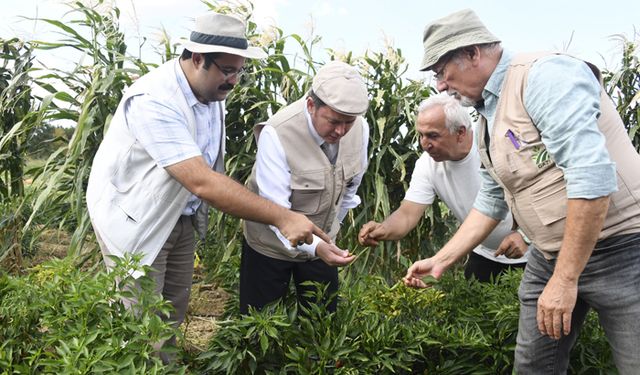 Ata tohumları Bursa’da yetişiyor