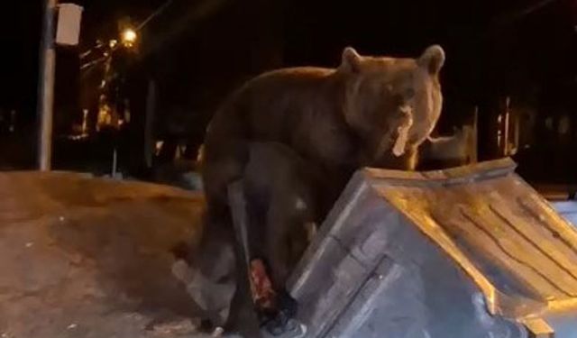 Bursa'da ayılarla tehlikeli oyun!