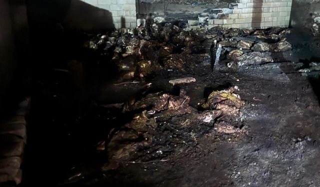 Ahırda yangın çıktı, 170 koyun can verdi