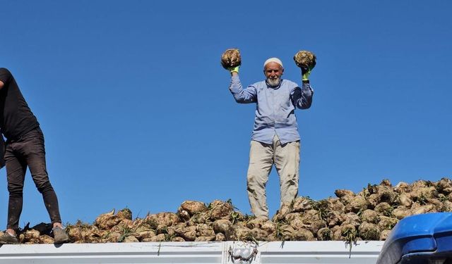 Pancar rekoltesi Bitlis'te çiftçinin yüzünü güldürdü