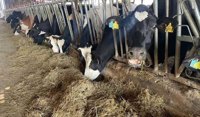 Hastalık kesimi tetikledi, fiyatlar biraz düştü