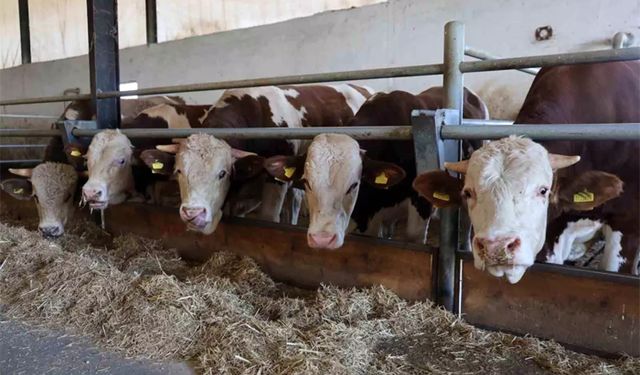 Anahtar Parti'den sert tepki: Hayvancılık yapanları perişan ettiler