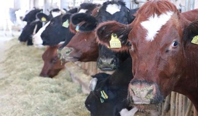 Arpa fiyatı arttı, hayvancılık yapanlar şaşkın