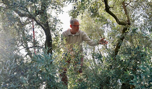 Zeytinin merkezi Mudanya'da hasta başladı