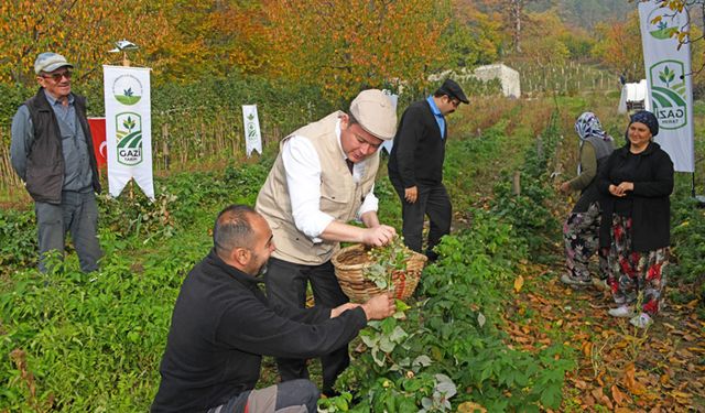 Osmangazi'de organik tarım atağı