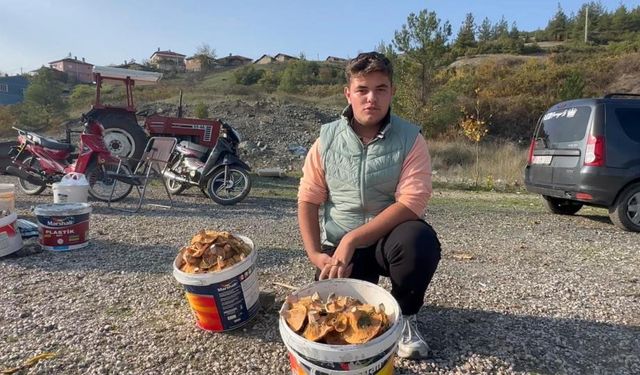 Harçlığını mantar toplayarak kazanıyor