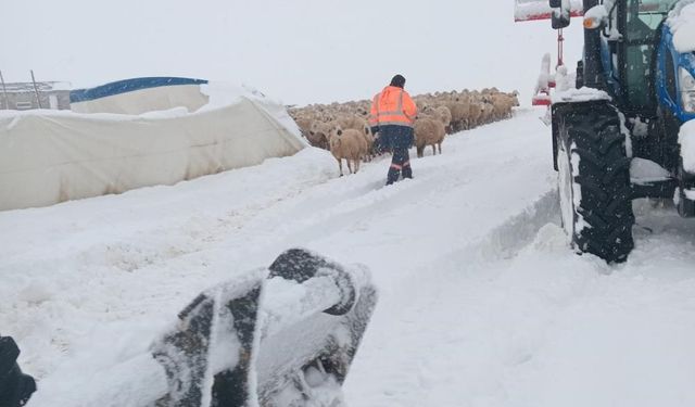 Kar etkili oldu, çadır altında kalan koyunlar öldü