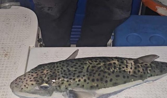 Gemlik'te balon balığı tehlikesi