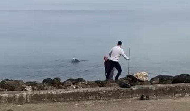 Denize elbiseleriyle girip hayvanı kurtardı