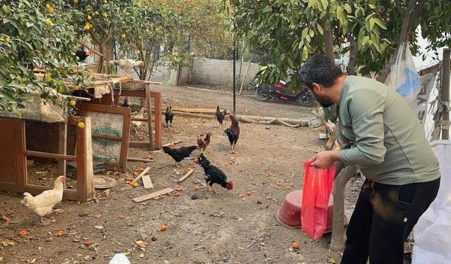 Hırsızlar mavi yumurtlayan tavuklara dadandı!