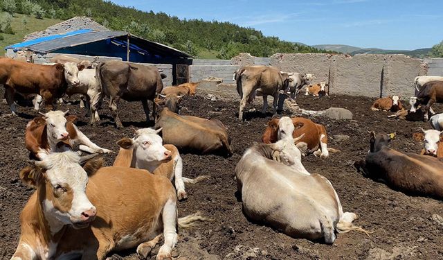 Anahtar Parti'den sert tepki: Hayvancılık yapanlar kaderine terkedildi