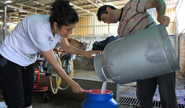 Şap hastalığı hayvancılık yapanları perişan etti!