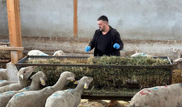 Şap hastalığı hayvanları perişan etti, üretici perişan!