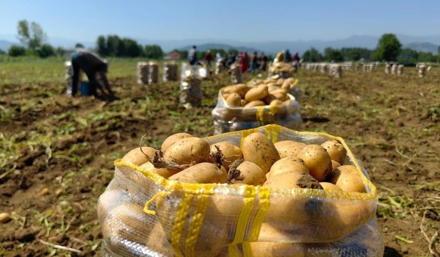 Patates ihracatında ciddi artış