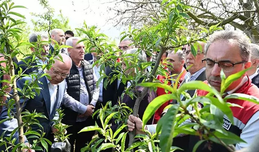 Zirai dondan zarar gören çiftçiye destek geliyor