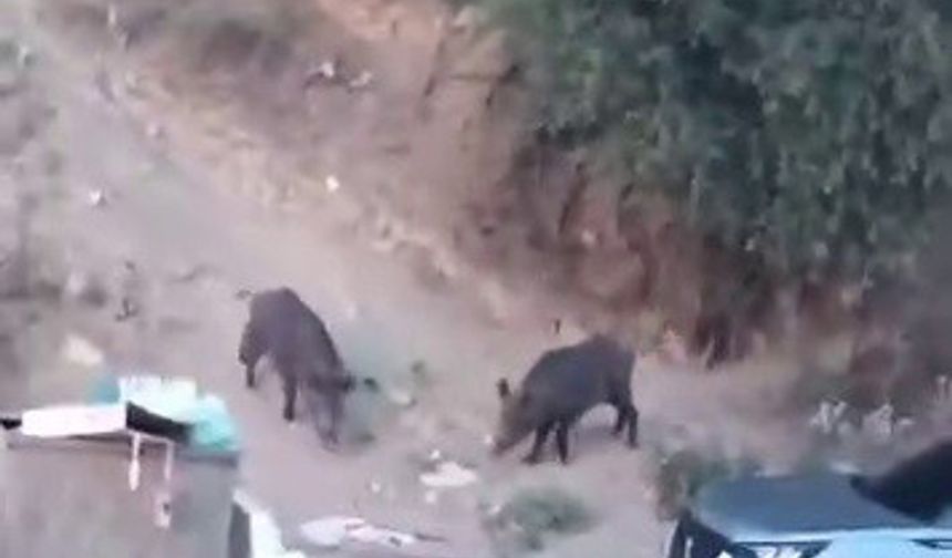 Aç kalan domuzlar şehre indi