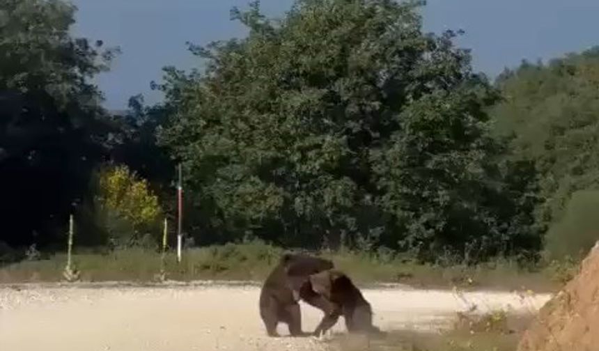 Güreş ediyorlardı, yamaçtan yuvarlandılar