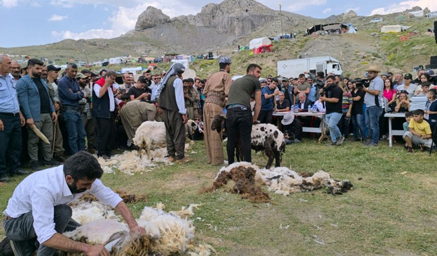 Kato Dağı'nda şimdi kuzular kırkılıyor