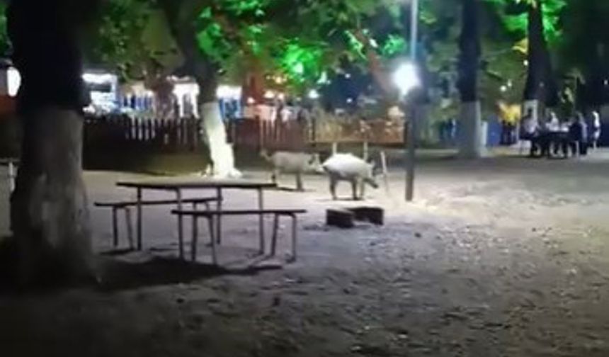 Bursa'da aç domuzlar parka geldi