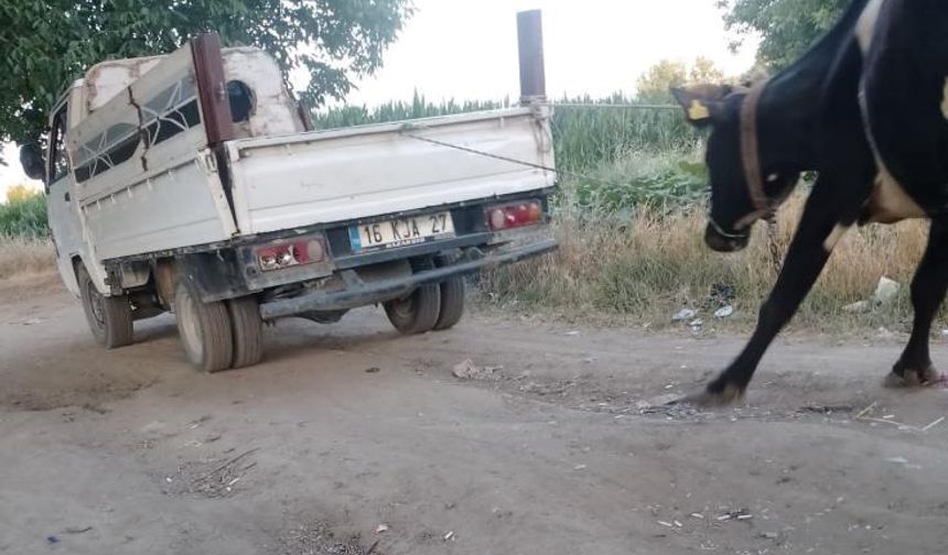 İneği kamyonete bağlayıp sürükledi
