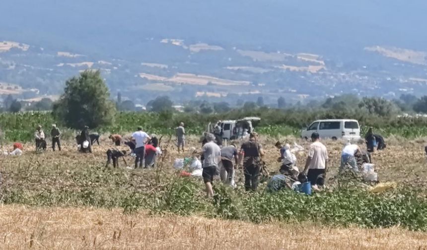 Patatesler para etmeyince ücretsiz dağıttı