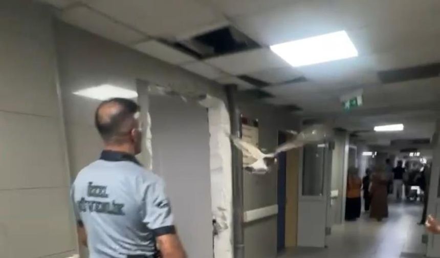 Martı yolunu şaşırdı, acil servise girdi