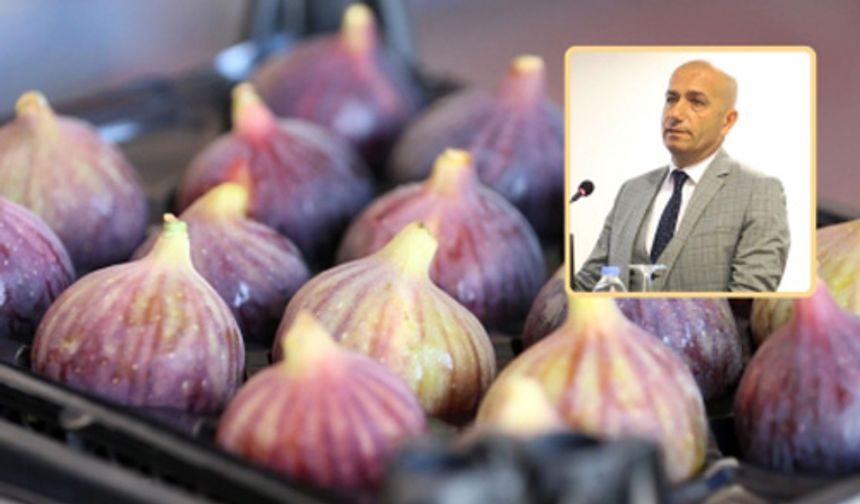 Avrupa'dan Bursa incirine gümrük darbesi