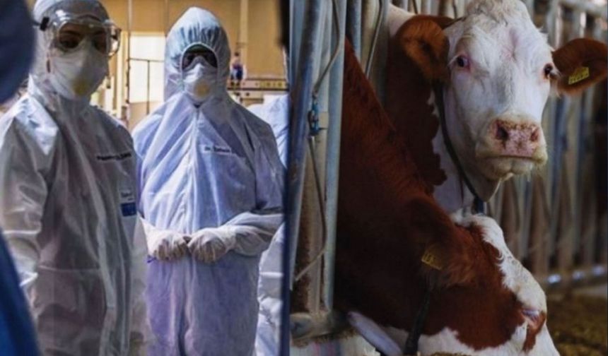 Deli dana hastalığı nasıl bulaşır?